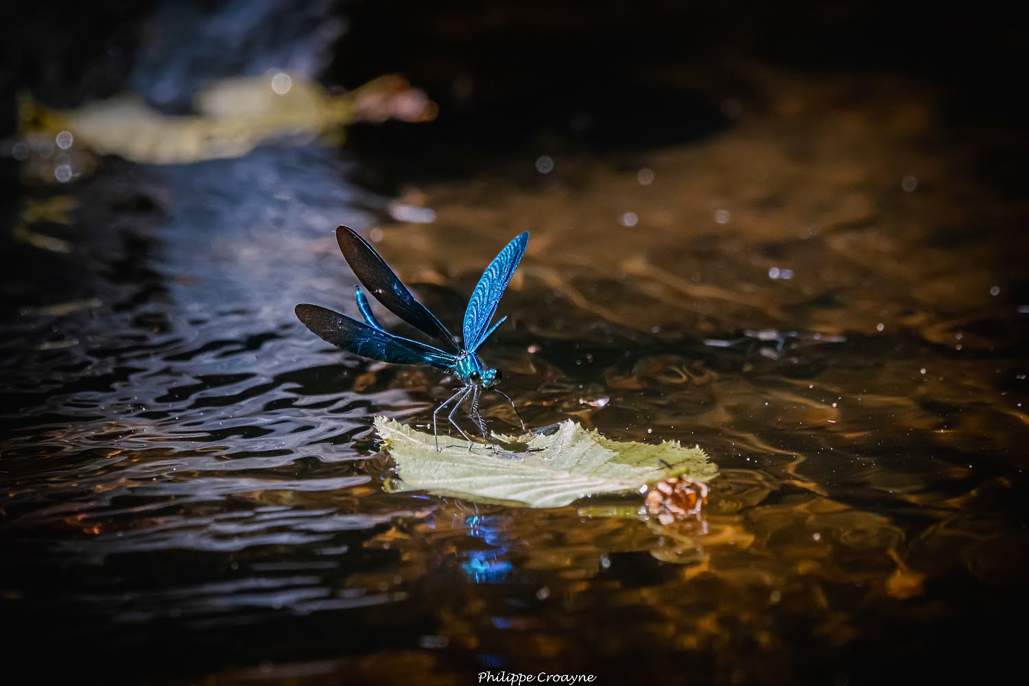 Photo Philippe Croayne