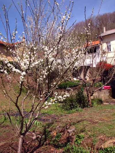 The Rose House, Aubin Aveyron France 2010 - Private collection